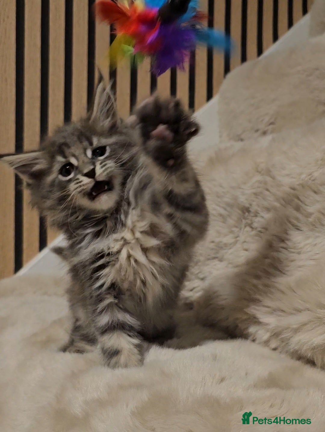 Maine Coon cats for sale: GCCF Registered Pedigree Maine Coon Kittens - Image 10