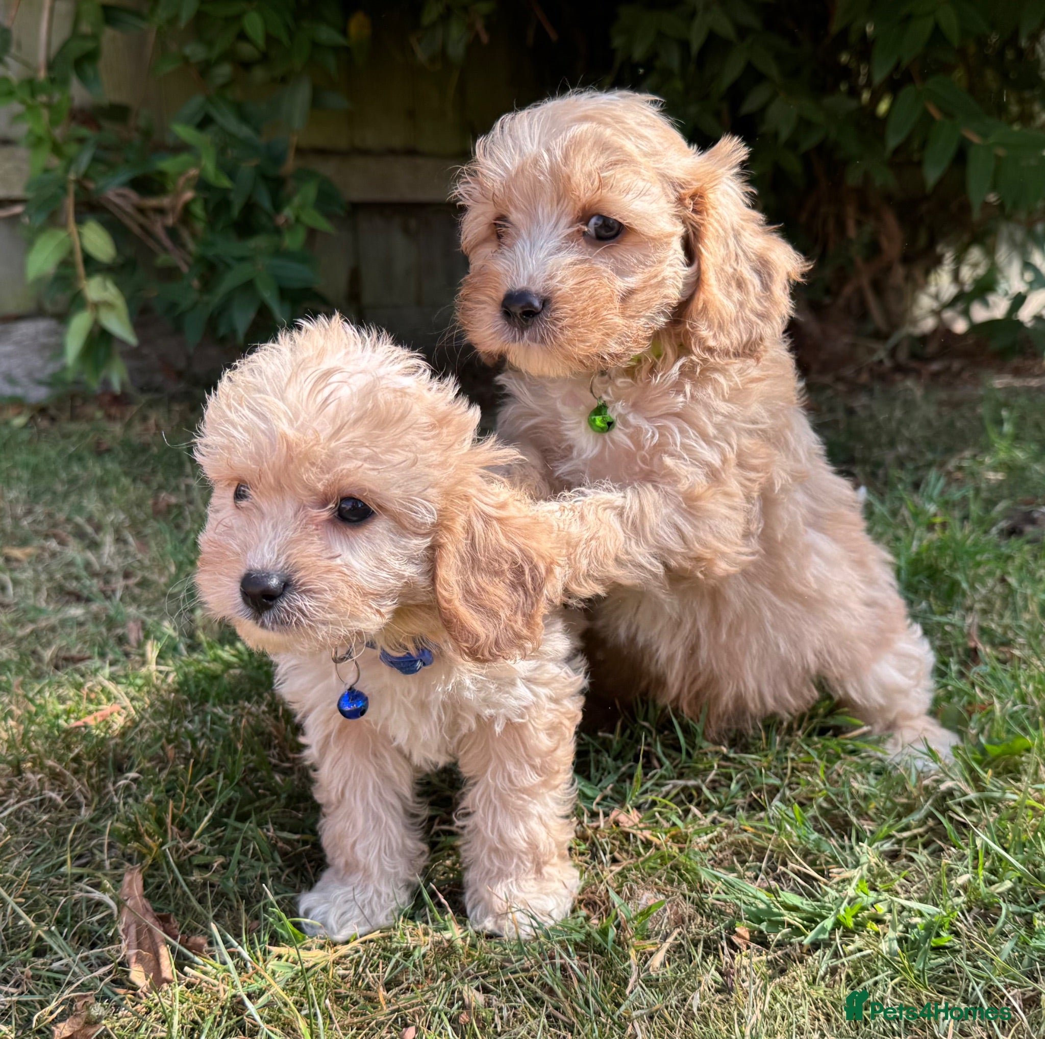 Cavapoo dogs F1 cavapoo males 💙💚 - Advert 2