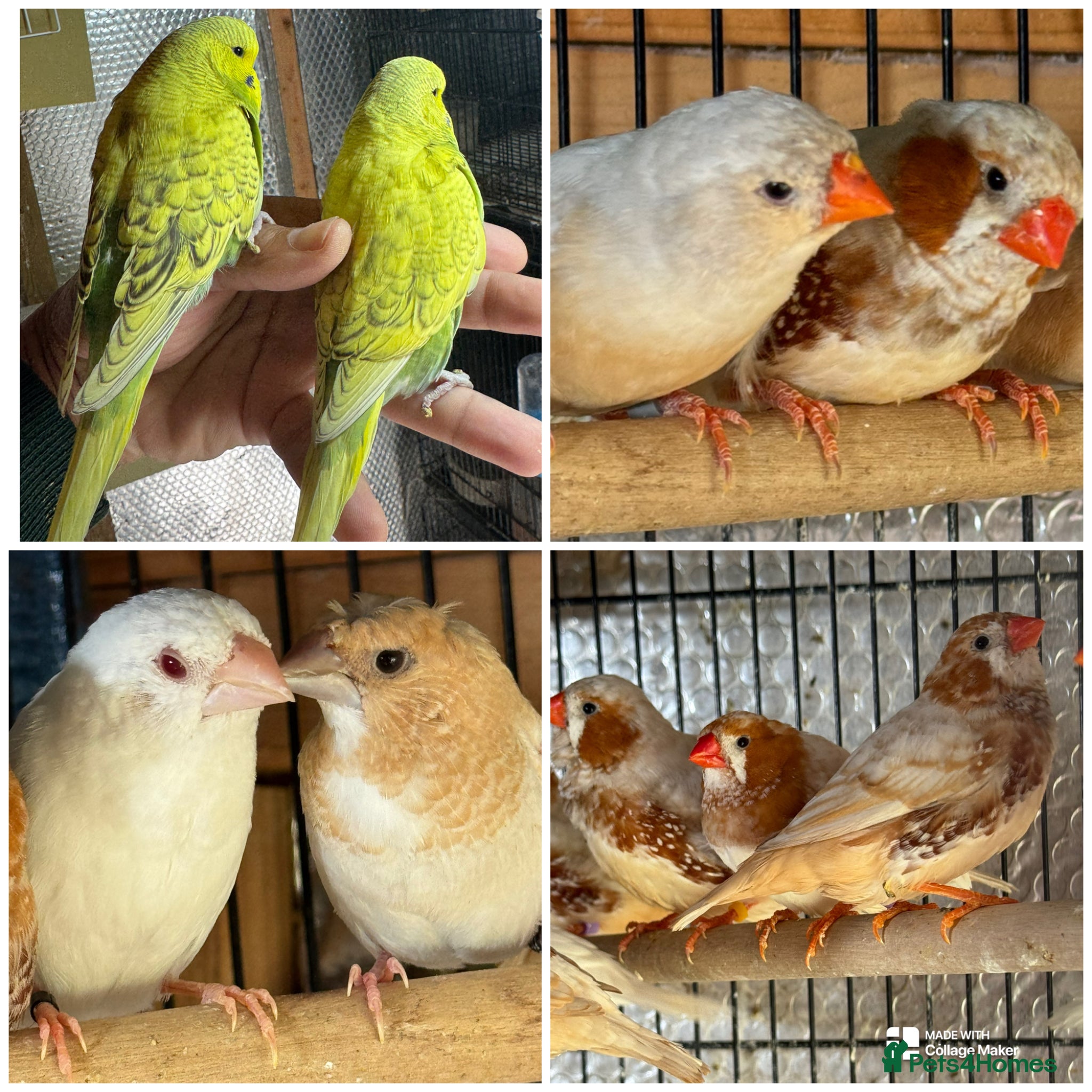 Mixed Breed birds Zebra and Bengal finches .  - Advert 8