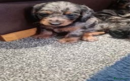 Dachshund dogs for sale: DAPPLE LONG HAIR DACHSHUNDS  - Image 5
