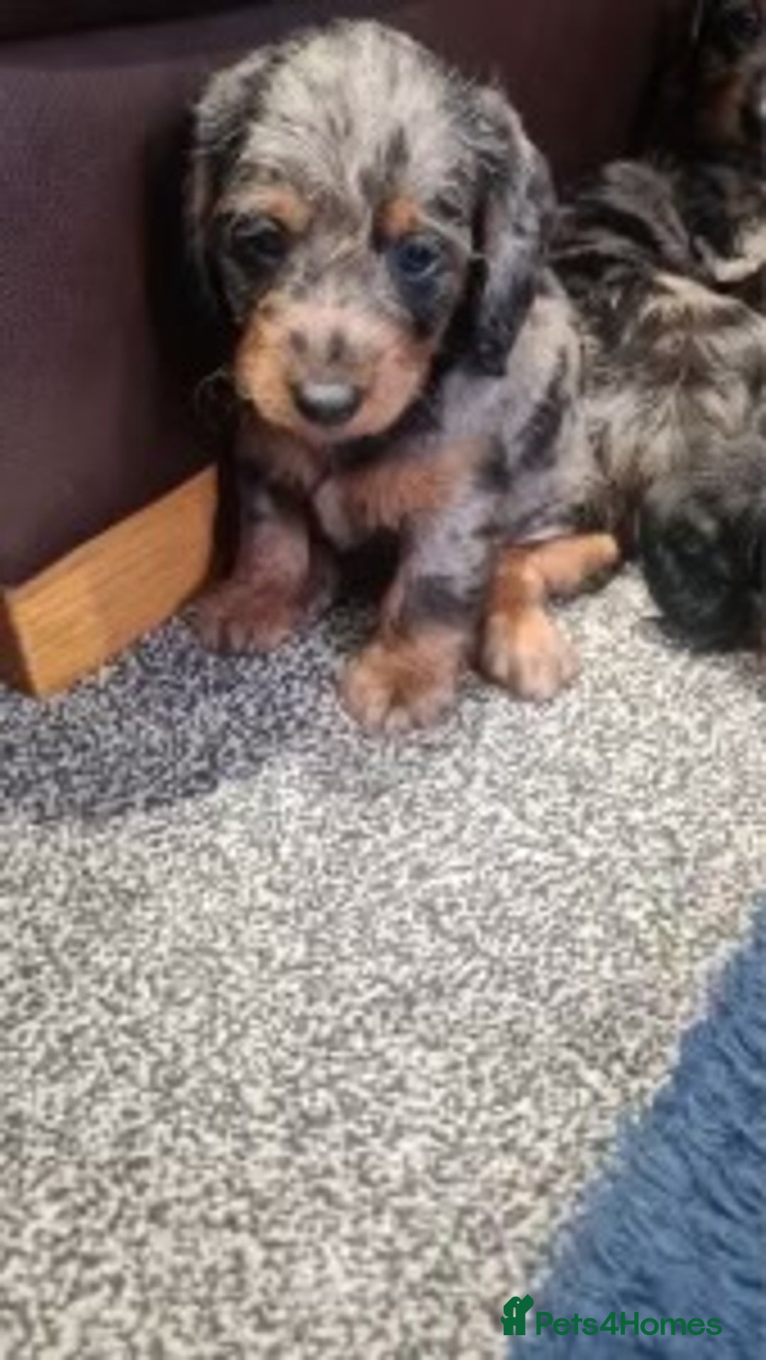 Dachshund dogs for sale: DAPPLE LONG HAIR DACHSHUNDS  - Image 5
