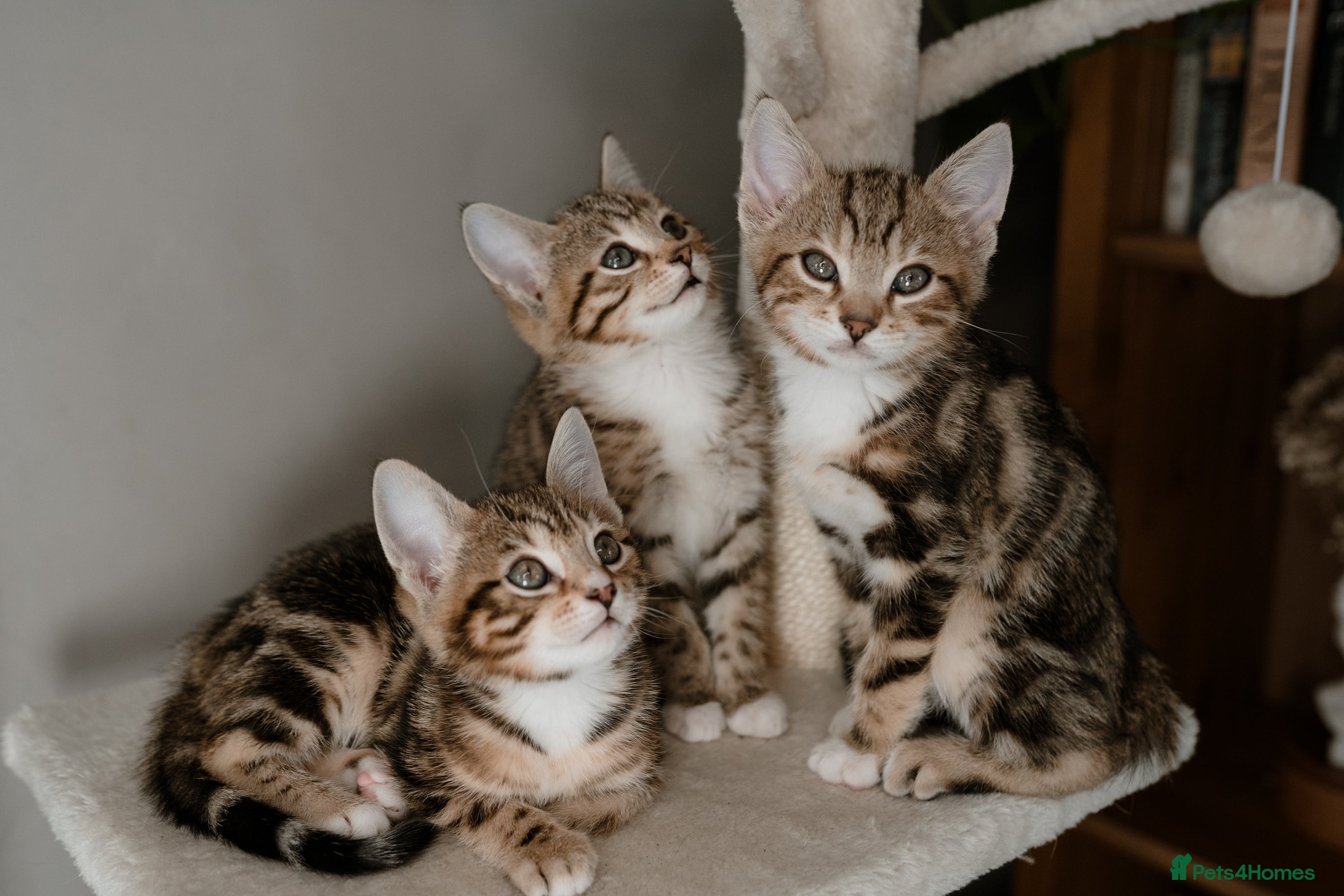 Mixed Breed cats 3x Half Bengal Kittens - Advert 15