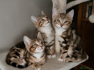 Mixed Breed cats 3x Half Bengal Kittens - Advert 2