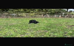 Cocker Spaniel dogs for sale: Working Cocker Spaniel Puppies - Image 12