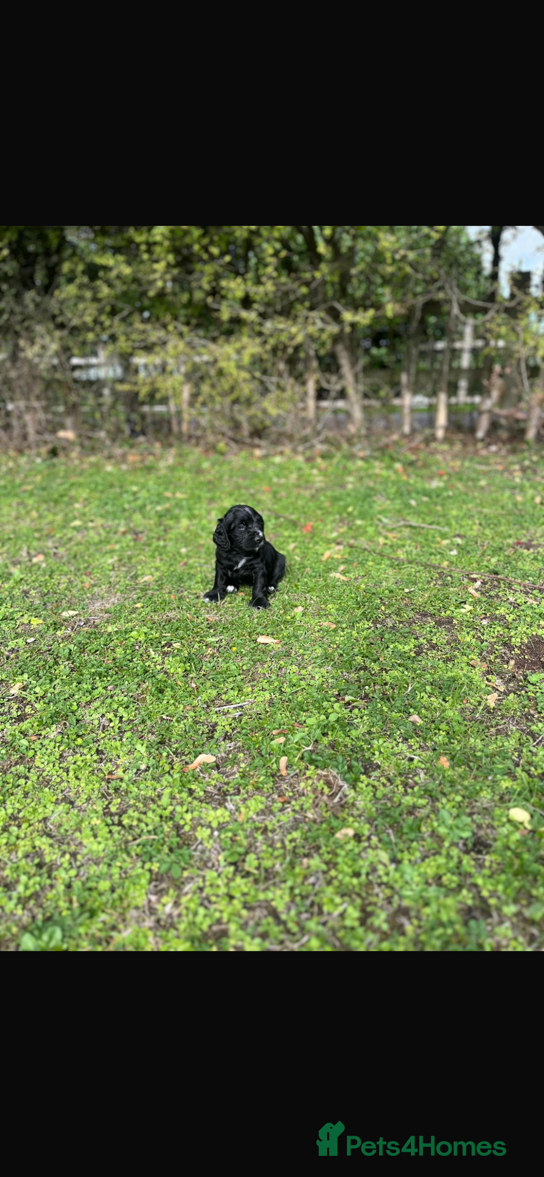 Cocker Spaniel dogs for sale: Working Cocker Spaniel Puppies - Image 12