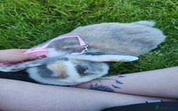 Lionhead rabbits for sale: Beautiful 😍 Lionhead girl - Advert 2