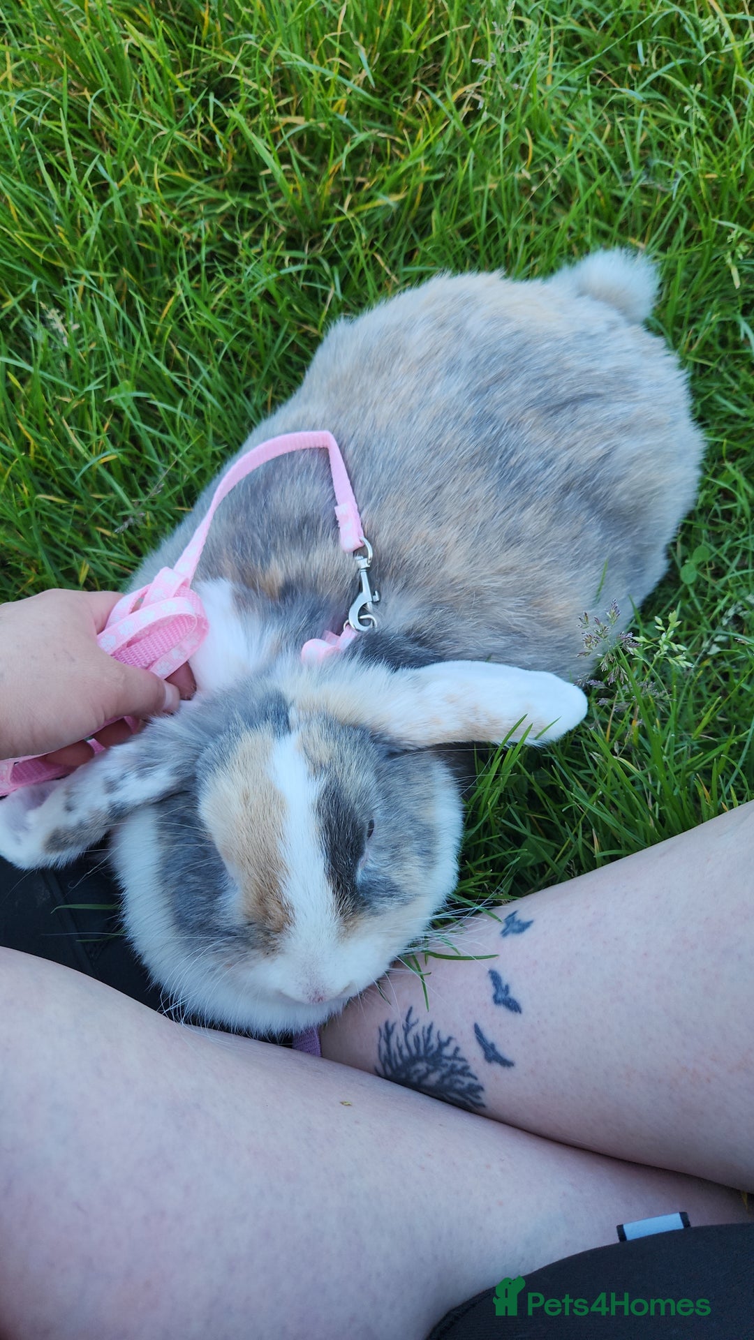 Lionhead rabbits for sale: Beautiful 😍 Lionhead girl - Advert 2