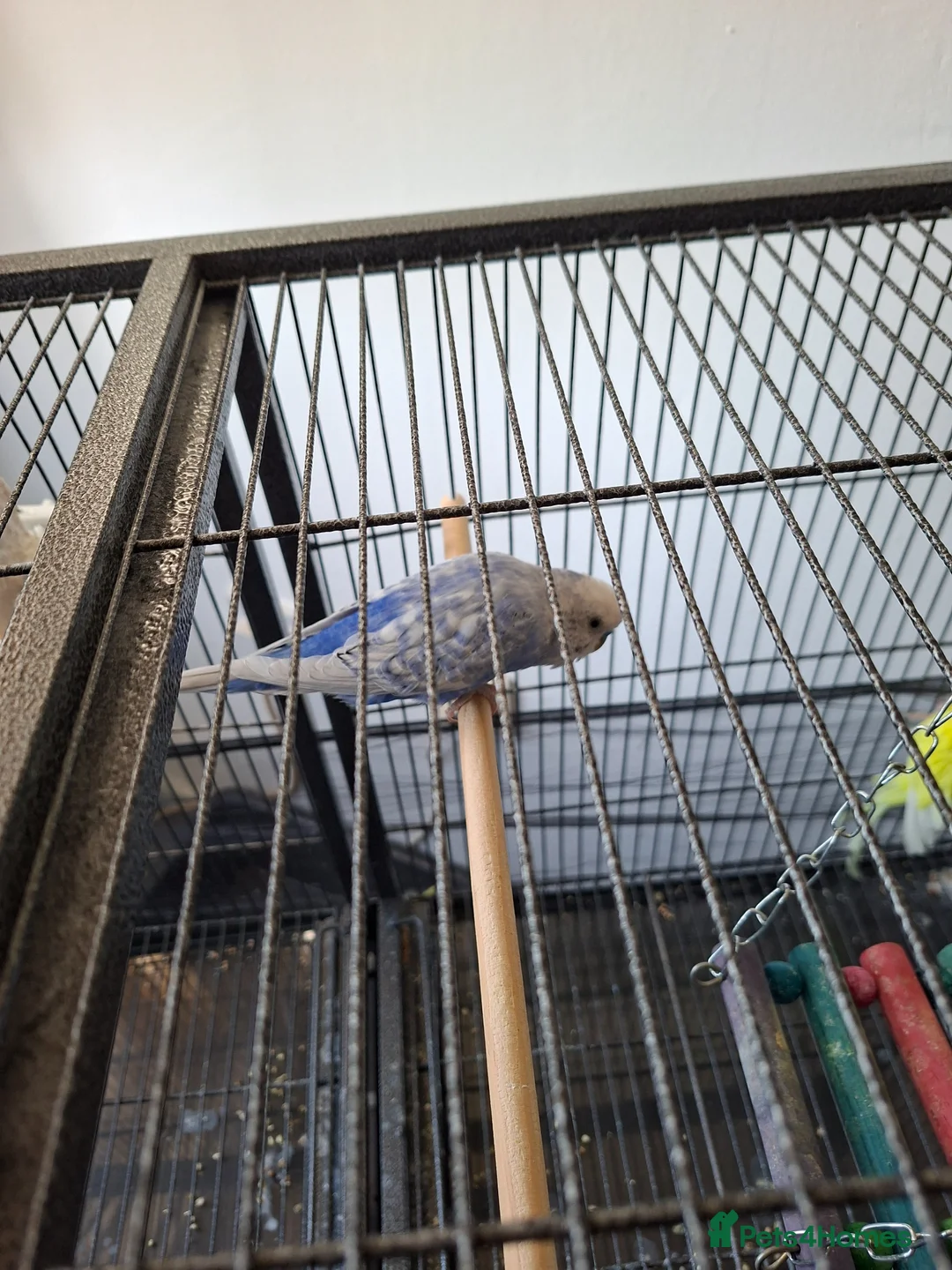 Budgerigars birds for sale: Two Adult Budgies in Nottingham - Advert 2
