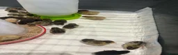 Quail poultry for sale: Chinese painted button quail chicks in Sunderland - Advert 1