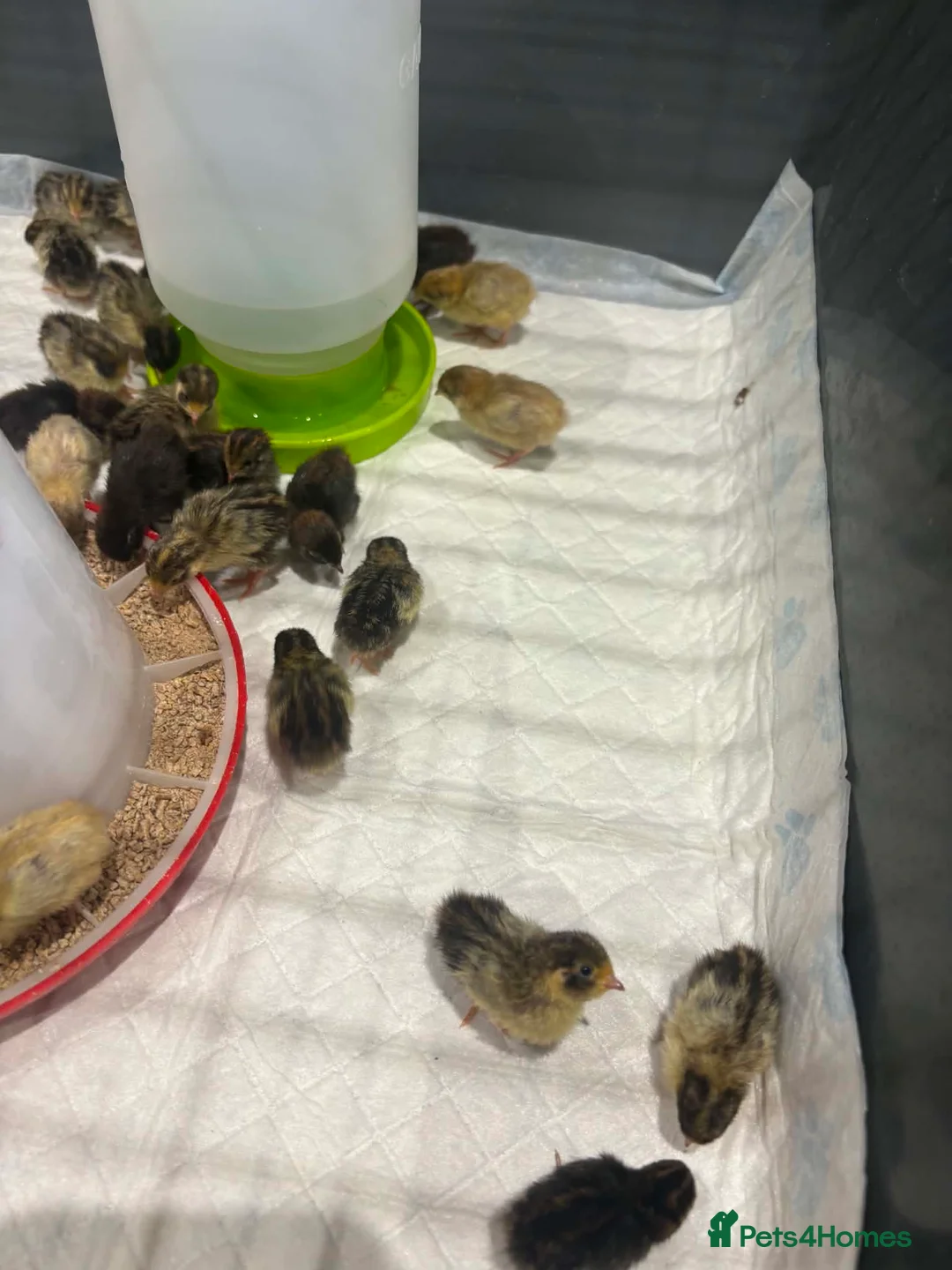 Quail poultry for sale: Chinese painted button quail chicks in Sunderland - Advert 1