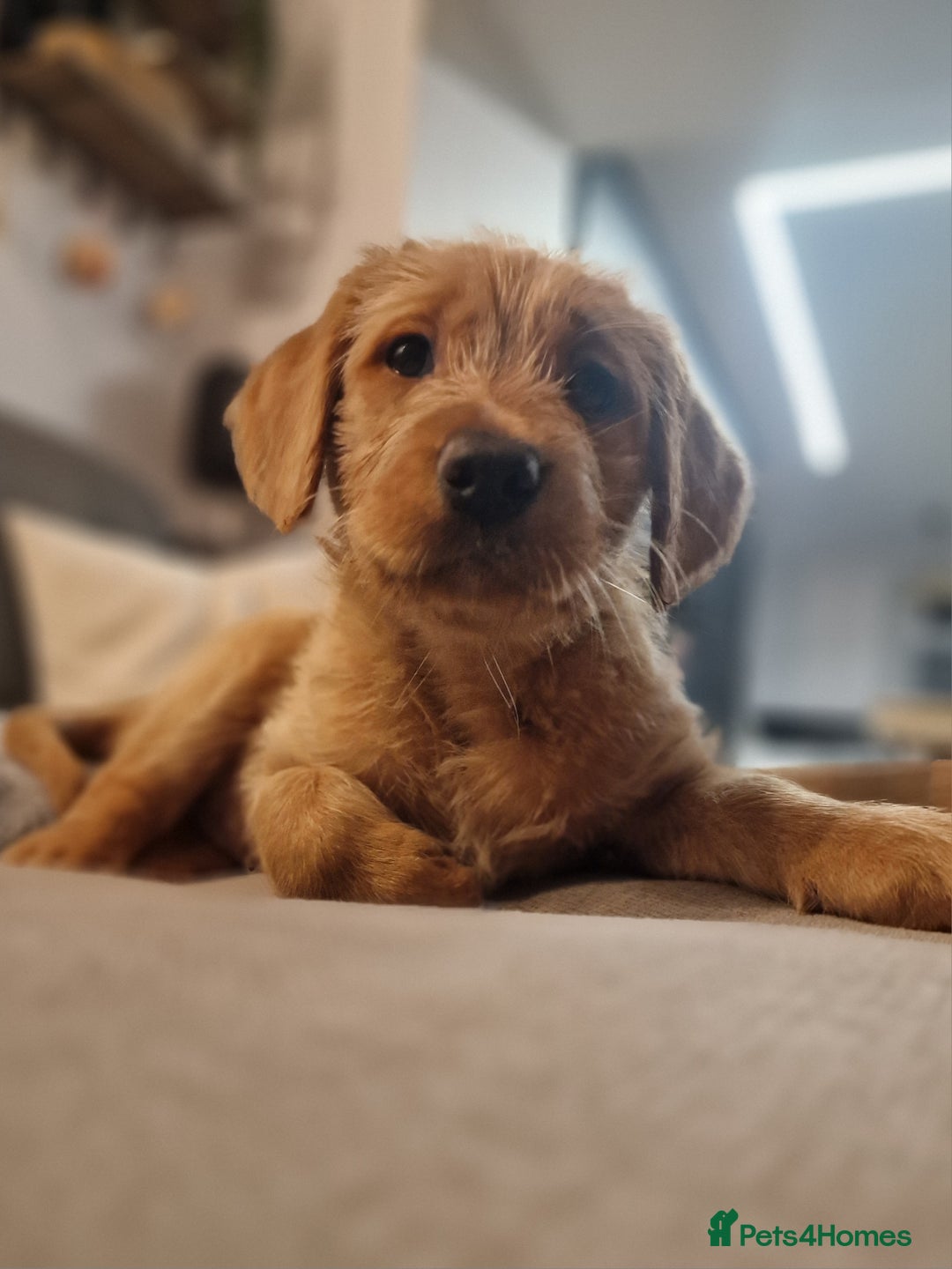 Mixed Breed dogs for sale: Labrador Cross Pups - Image 18