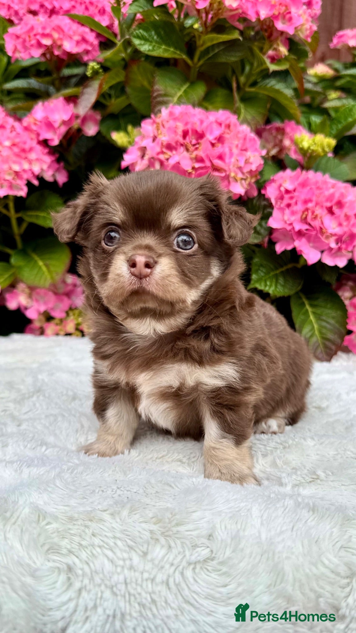 Chihuahua dogs 🤎💙 Exotic choco and tan LC KC chi boy 🤎💙 - Advert 1