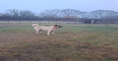 Turkish Kangal dogs Turkish Kangal - Advert 12