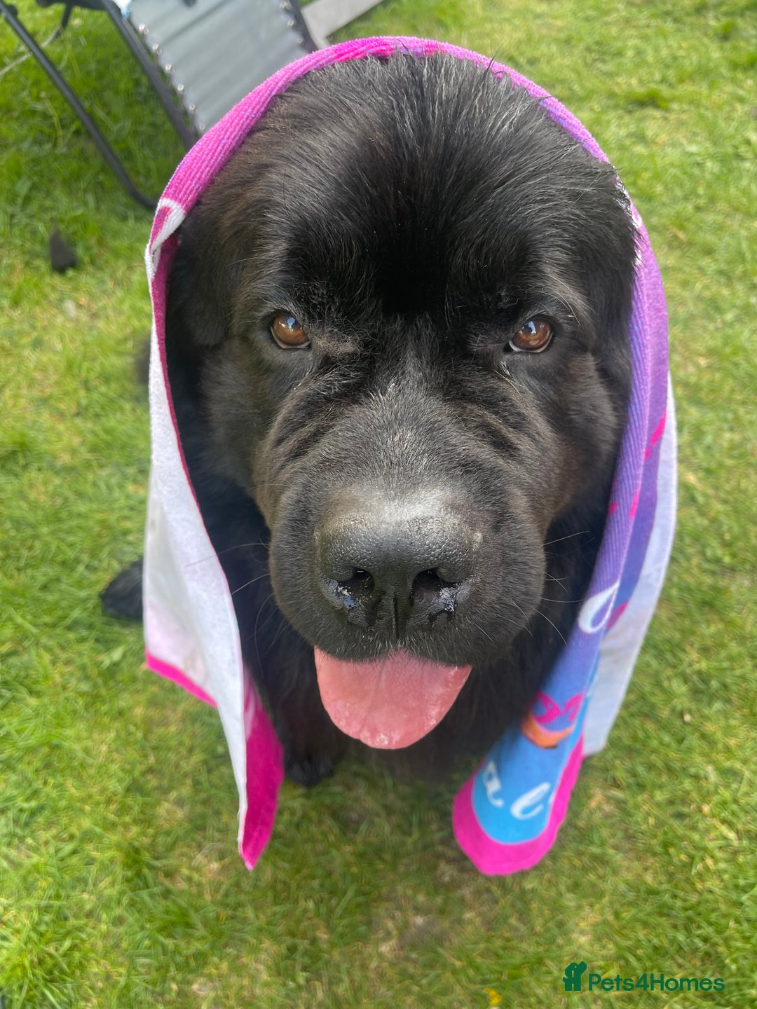 Newfoundland dogs for stud: Newfoundland stud  - Image 15
