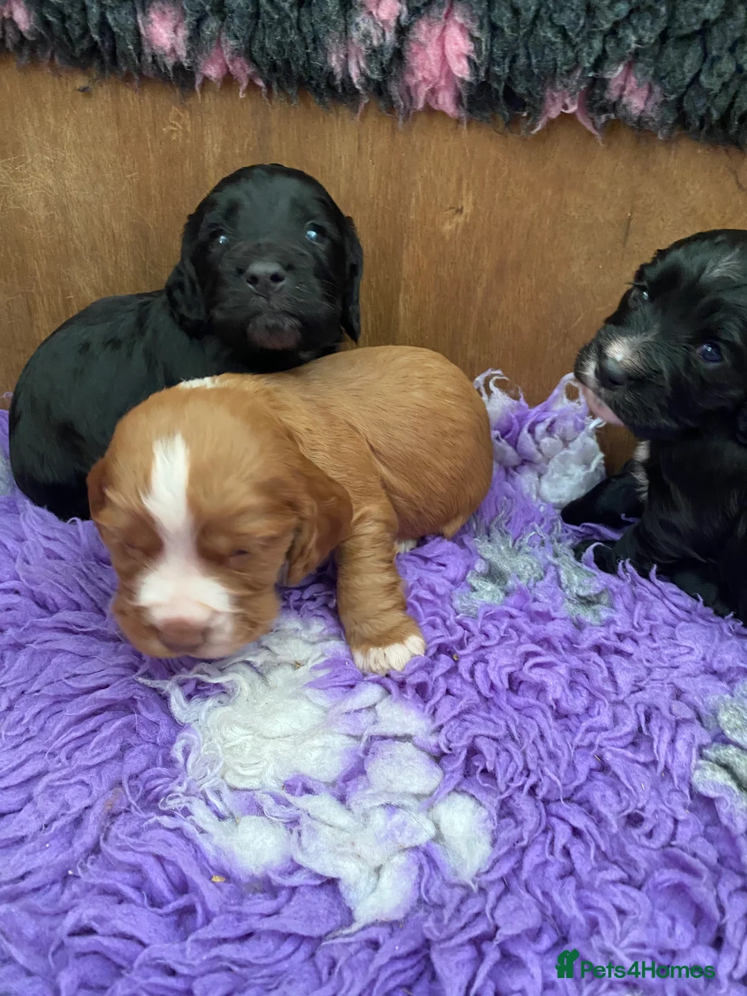 Cocker Spaniel dogs for sale: Cocker spaniel puppies  - Advert 13