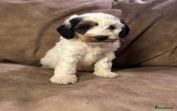 Cockapoo dogs for sale: Roan and sable cockapoos - Advert 6