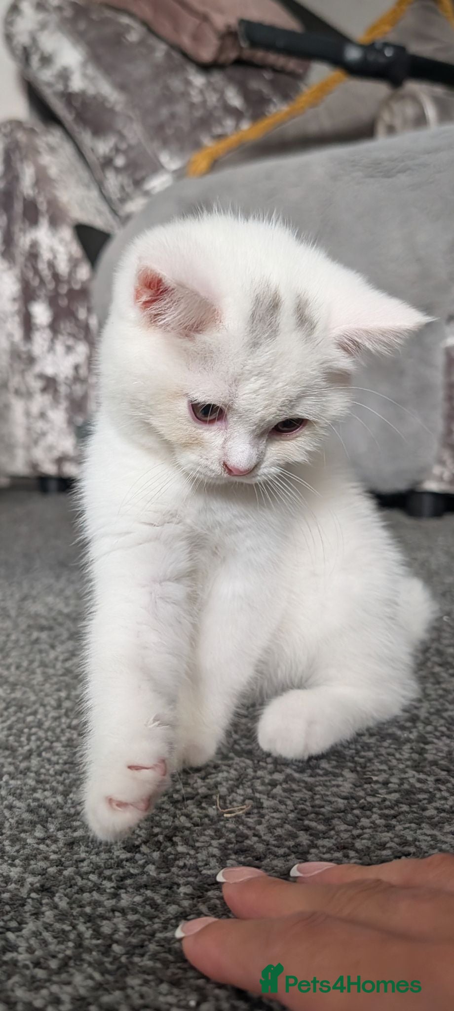 British Shorthair cats 🩷Last Scottish straight girl left🩷  - Advert 1