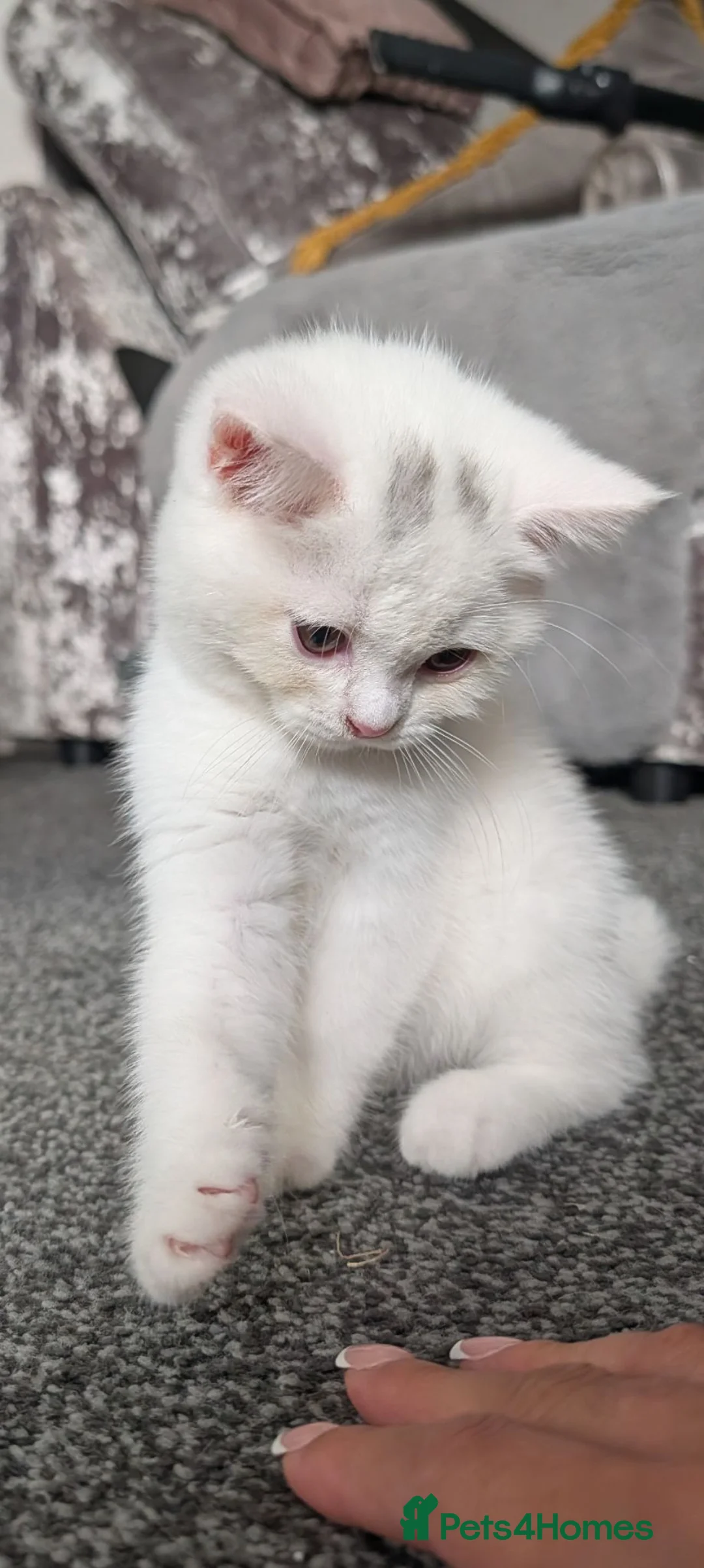 British Shorthair cats for sale: 🩷Last Scottish straight girl left🩷  - Advert 2