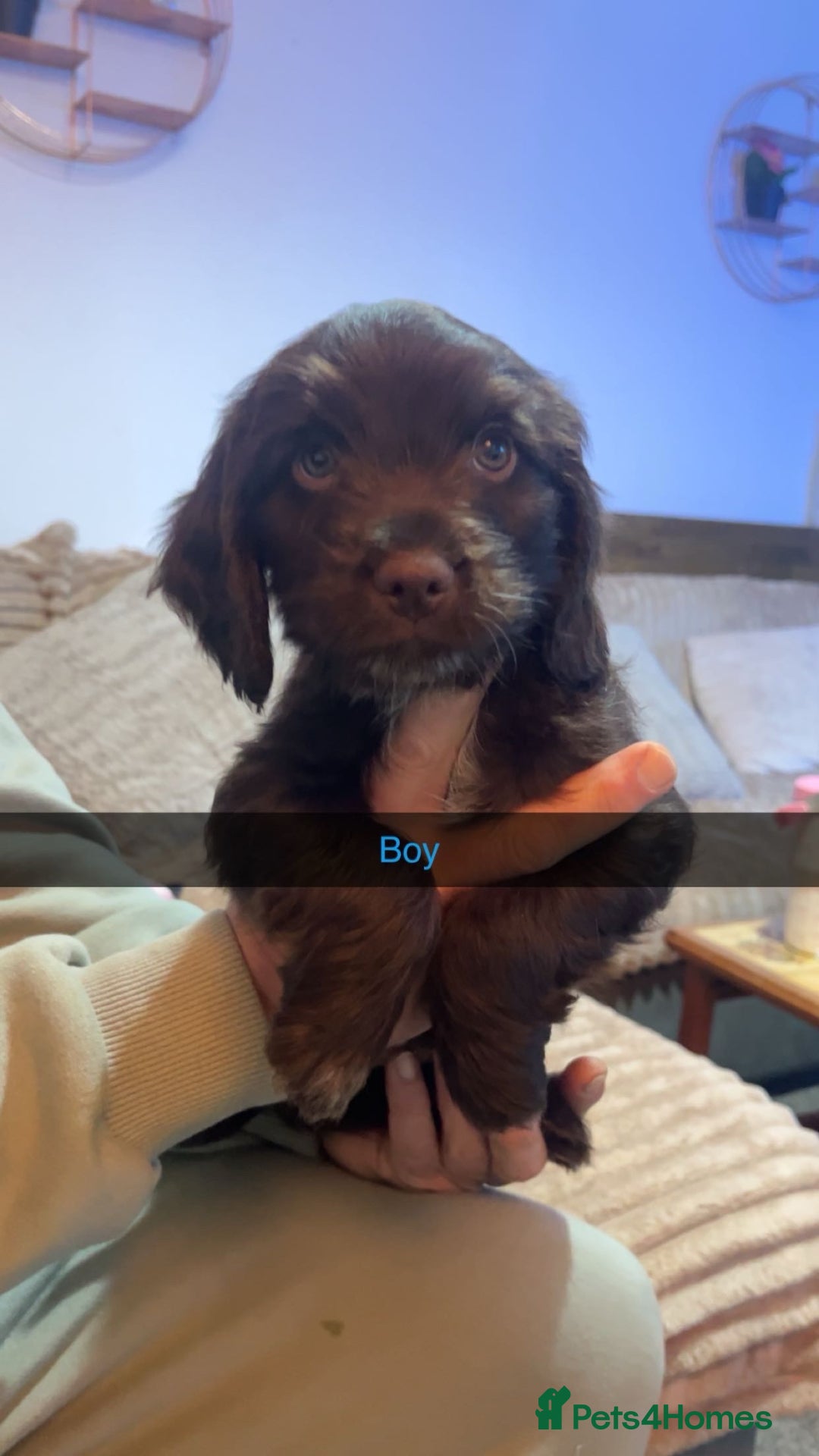 Mixed Breed dogs for sale: 6 Beautiful Sprockerpoos for sale - Advert 4