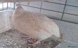 Quail poultry for sale: Trio Japanese quail  - Image 2