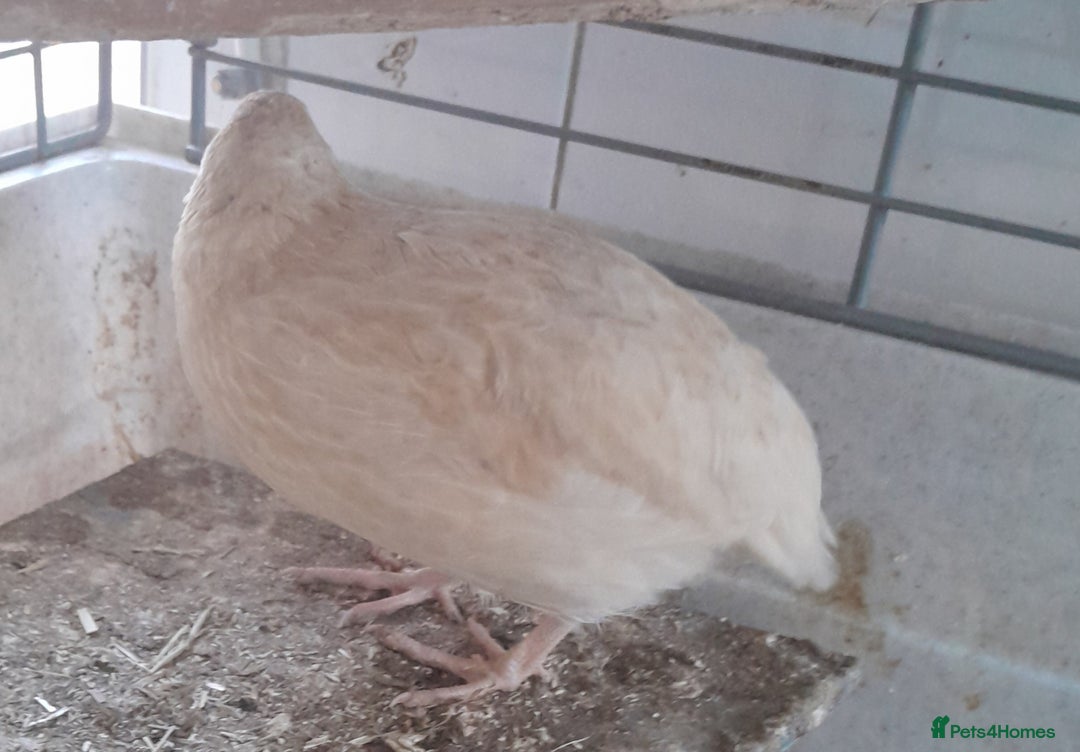 Quail poultry for sale: Trio Japanese quail  - Image 2