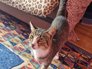 Mixed Breed cats TOM a friendly & proud boy who needs a Loving Home - Advert 16