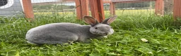 Rex rabbits for sale: Pedigree velvet Rex available  - Advert 3