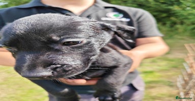 Labrador Retriever dogs - Advert 4