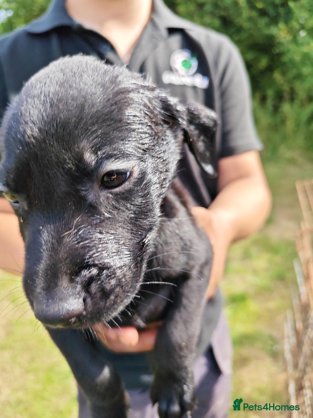 Labrador Retriever dogs for sale: Labrador puppies  - Image 3