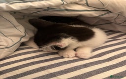 Mixed Breed cats for sale: One kitten left with lovely markings! - Image 3