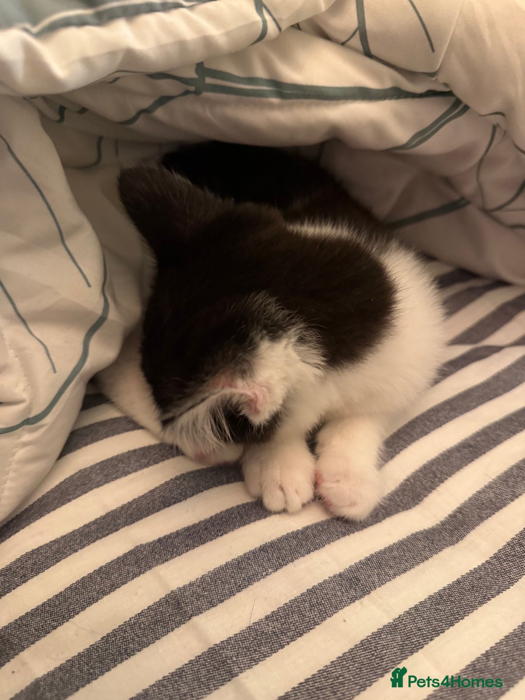 Mixed Breed cats for sale: One kitten left with lovely markings! - Image 3