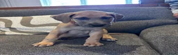 Great Dane dogs for sale: 2 girls left Great Dane puppys - Advert 7