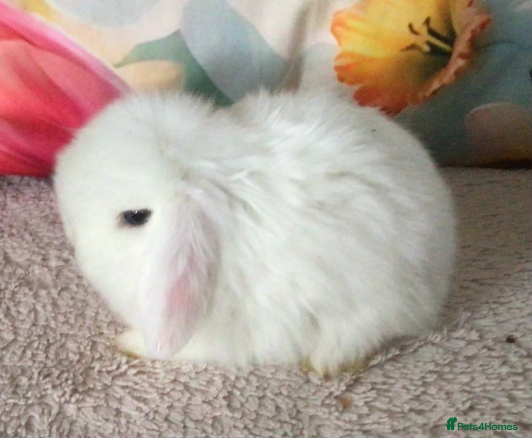 Mini Lop rabbits for sale: Mini lop buck - Advert 4