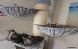 Maine Coon cats for sale: TICA REGISTERED MAINE COON KITTENS - Image 23