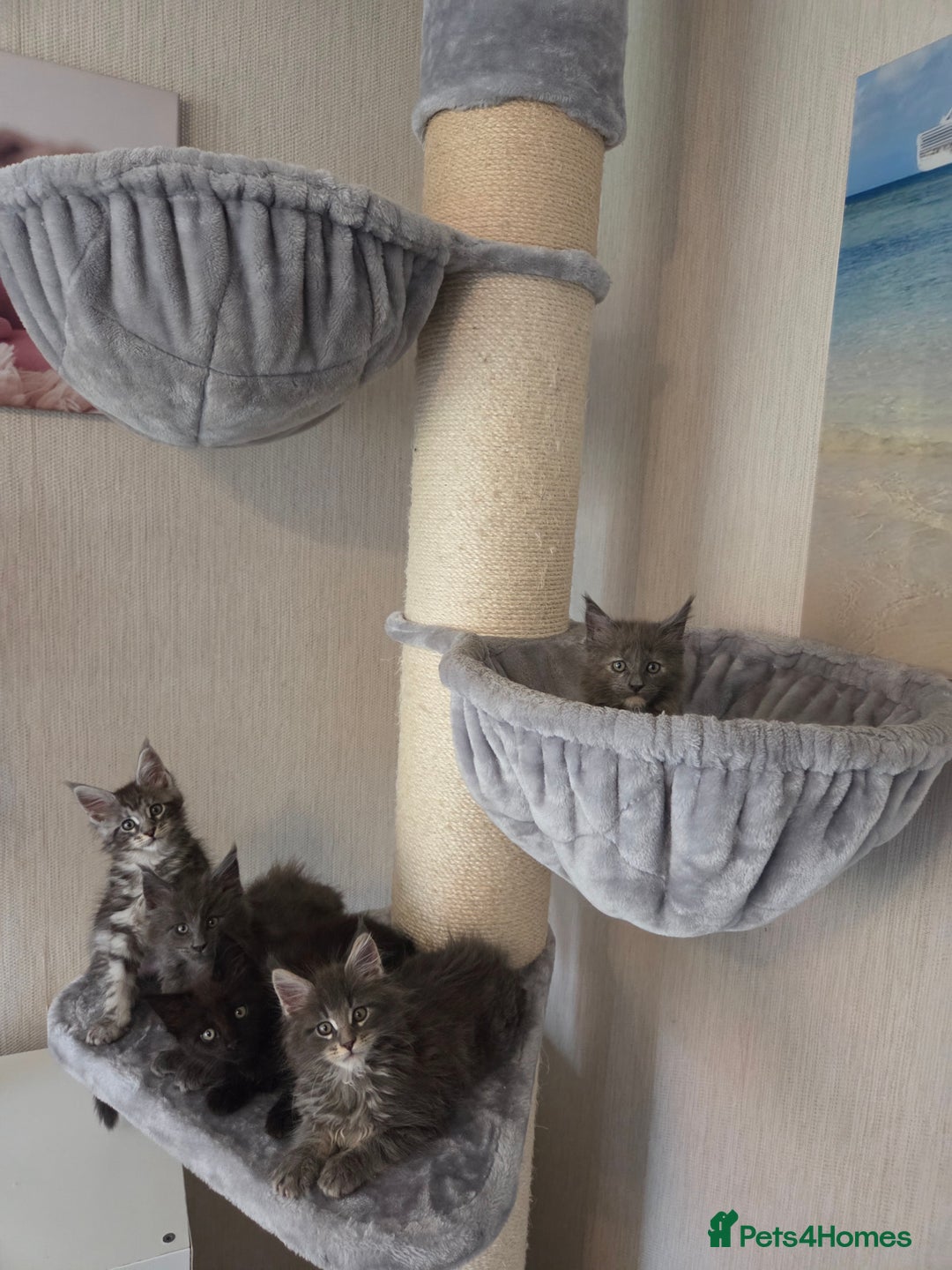 Maine Coon cats for sale: TICA REGISTERED MAINE COON KITTENS - Image 23