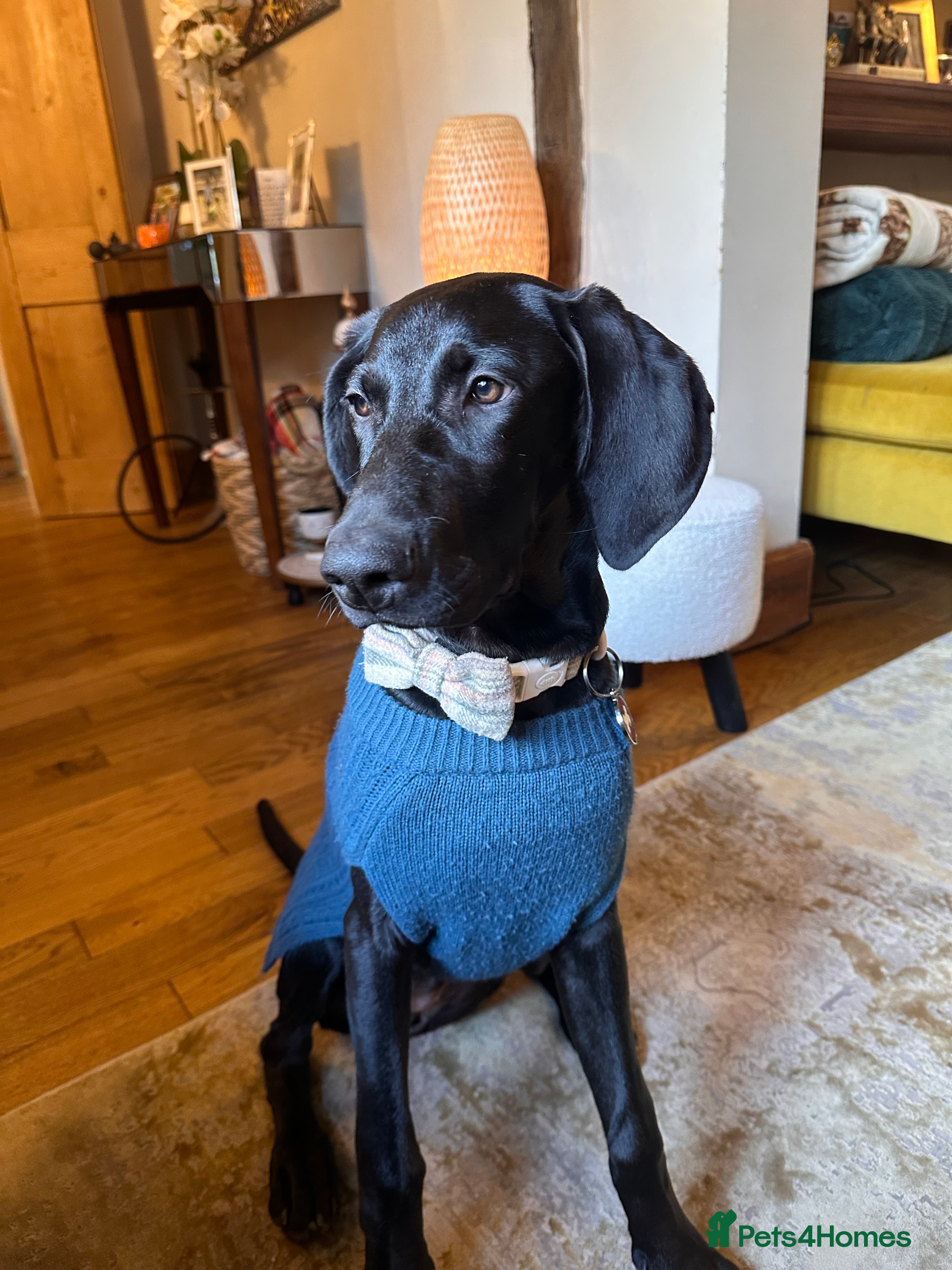 Mixed Breed dogs Doberman X Weimaraner  - Advert 1