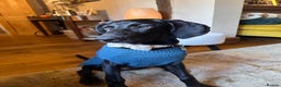 Mixed Breed dogs for sale: Doberman X Weimaraner  - Advert 1