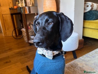 Mixed Breed dogs Doberman X Weimaraner - Advert 1