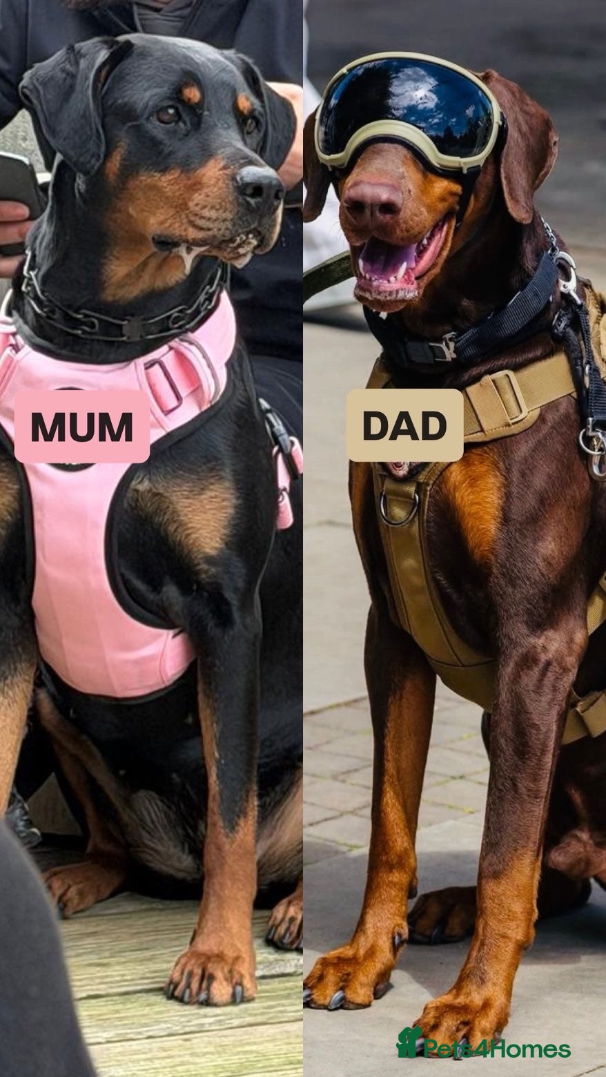 Dobermann dogs EXCEPTIONAL DOBERMAN PUPPIES   - Advert 1