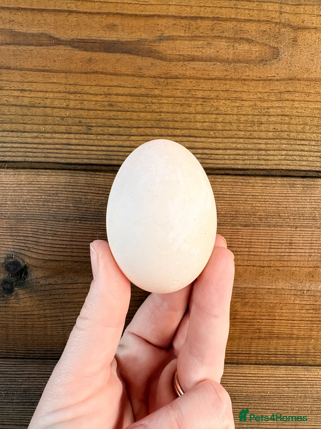 Ducks poultry for sale: Welsh Harlequin Hatching Duck Eggs - Pack of 6 - Advert 2