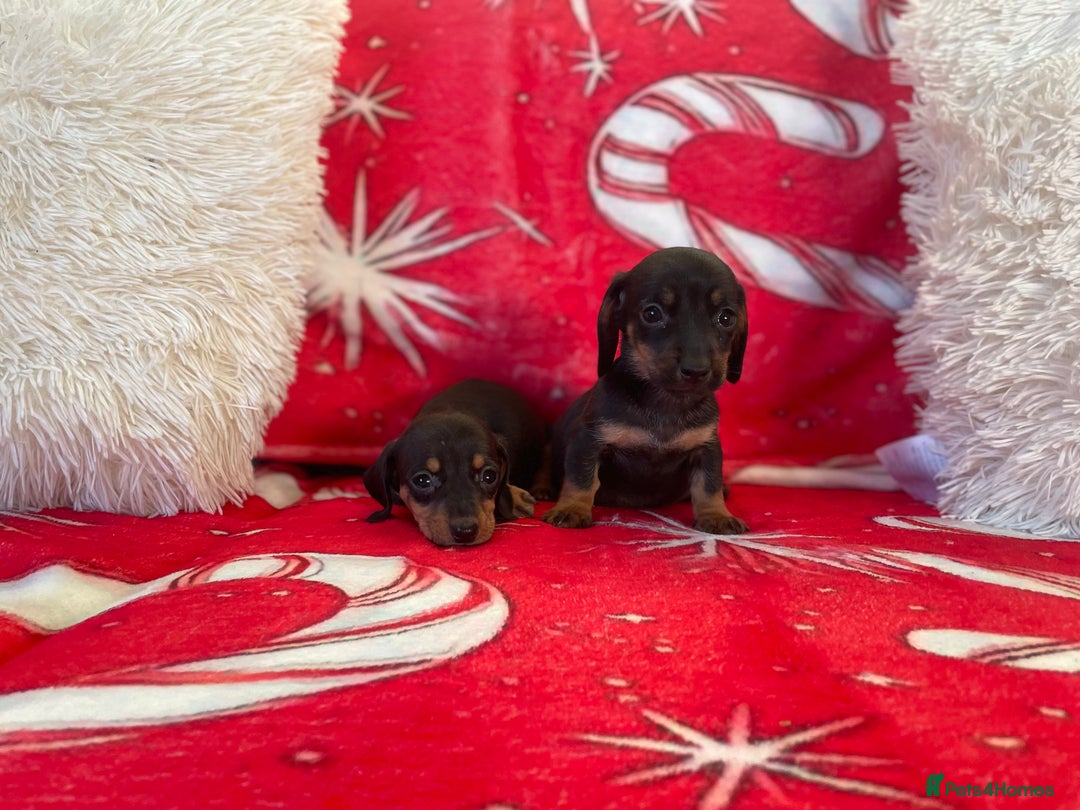 Dachshund dogs for sale: Beautiful Dachunds ready from 23rd December  - Advert 13