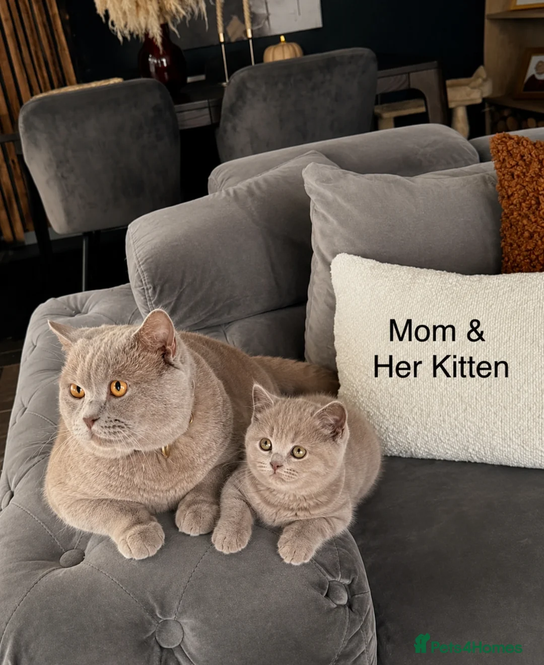 British Shorthair cats for sale: British Shorthair (Lilac) - Advert 5