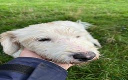 Mixed Breed dogs for adoption: SWEET JASPER  - Image 4