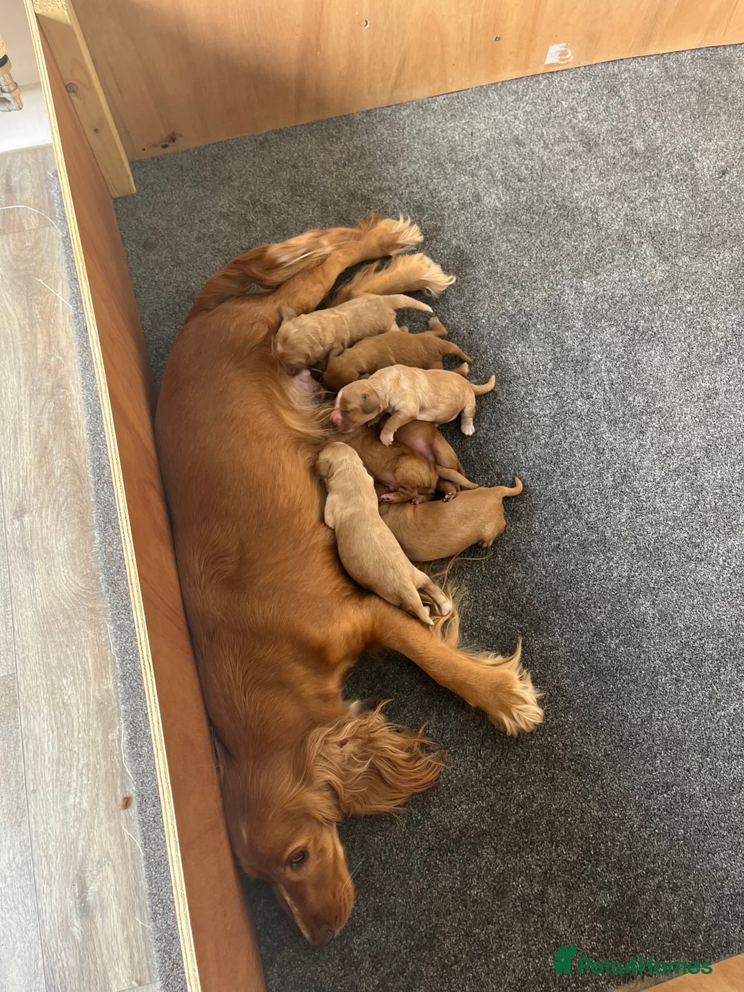 Cockapoo dogs for sale: 7 beautiful cockapoos  - Image 27