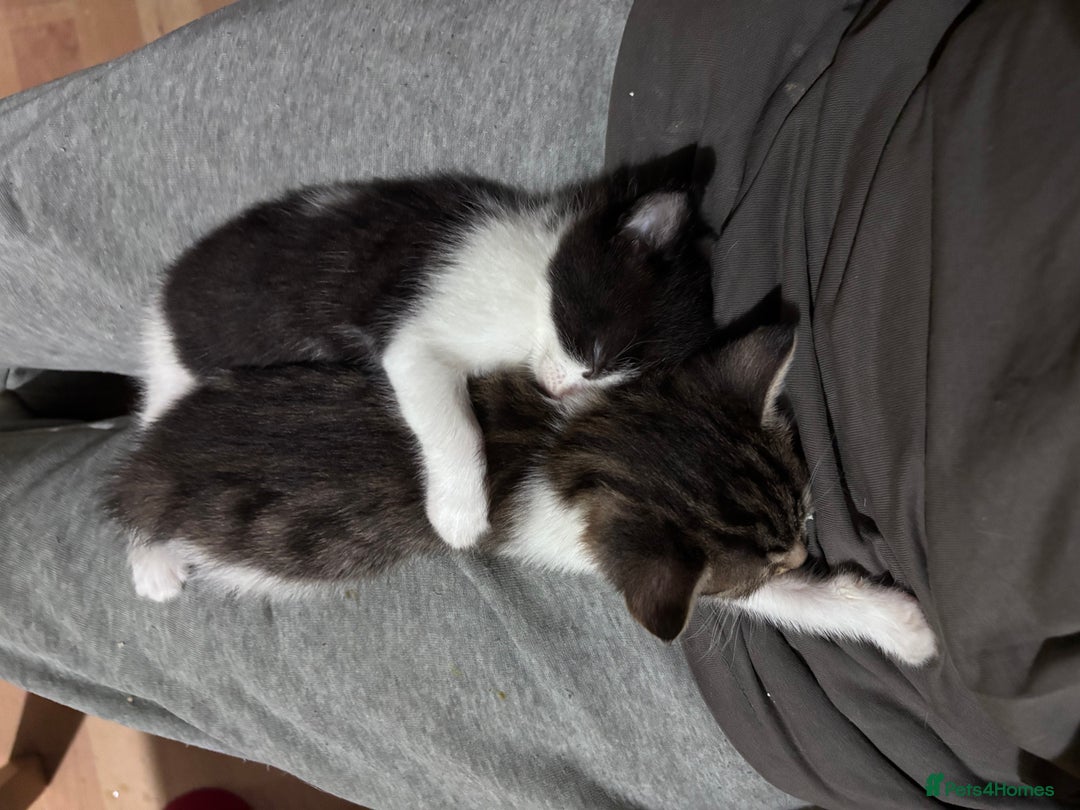 Mixed Breed cats for sale: Two female mixed kittens for sale - Image 2
