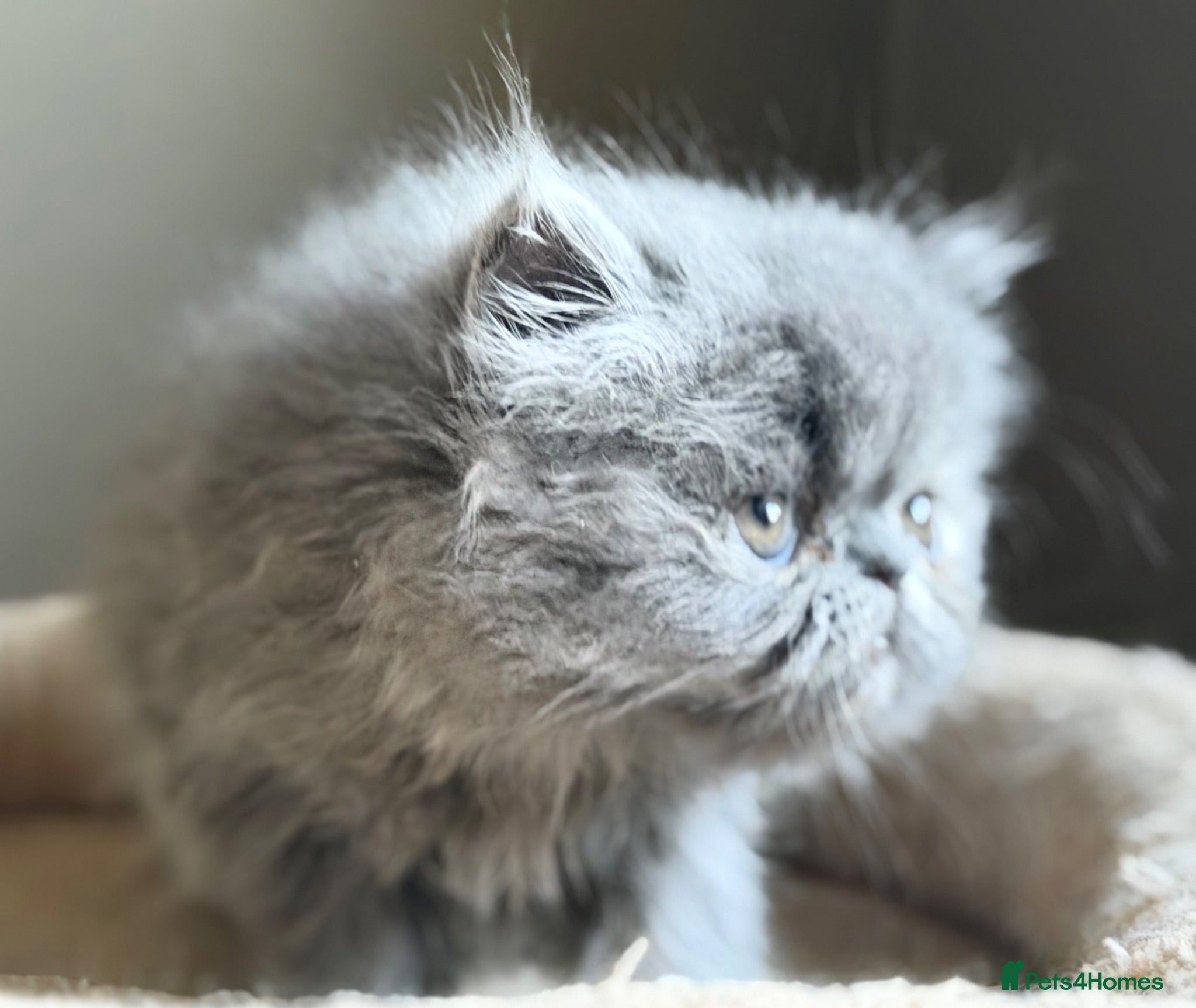 Persian cats Beautiful Persian kittens  - Advert 17
