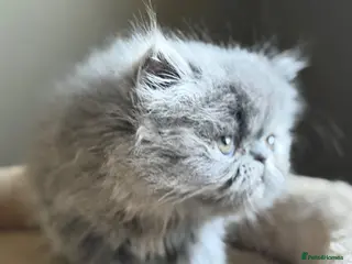 Persian cats Beautiful Persian kittens - Advert 2