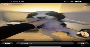 Cocker Spaniel dogs - Advert 14