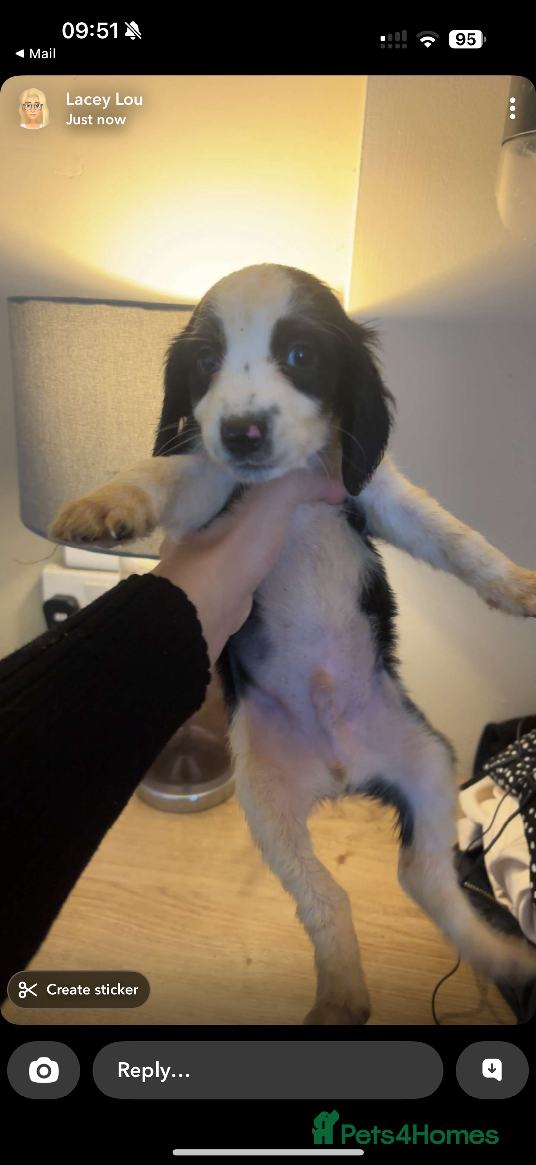 Cocker Spaniel dogs for sale: REDUCED Cocker spaniel puppies  - Image 3