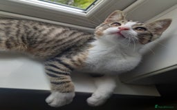 Mixed Breed cats for sale: 2 kittens for rehoming  - Image 4